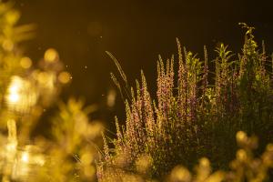 Abends am Fluss