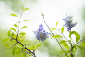 Blumen mit dem Helios 44 Silberling