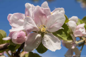 Apfelblüte