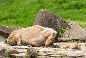 Steinbock_Web