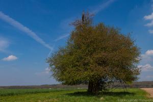 Beberbek_Apfelbaum_Web010