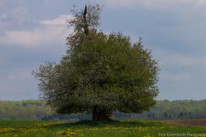 Beberbek_Apfelbaum_Web04