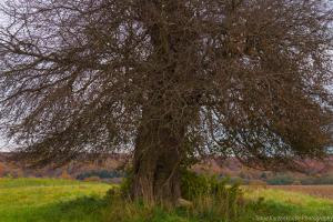 Beberbek_Apfelbaum_Web07