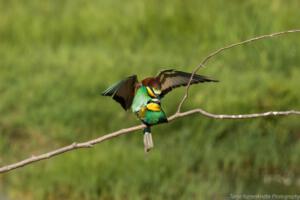 bienenfresser_friaul_IMG_2091_web019