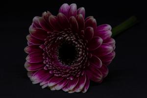 Gerbera_Lowkey_web