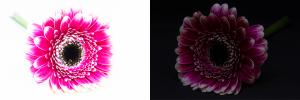 Gerbera_highandlow_web