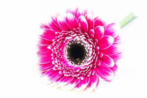 Gerbera_highkey_web