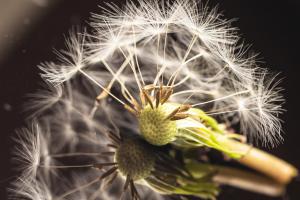 Pusteblume_Web_03