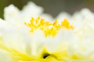 Blumeninsel_Siebenbergen_Web_03