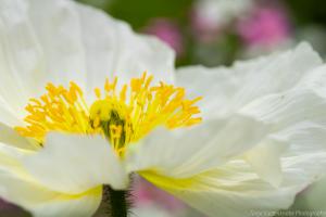 Blumeninsel_Siebenbergen_Web_09