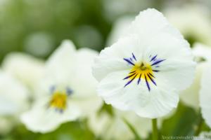 Blumeninsel_Siebenbergen_Web_15