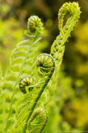 Blumeninsel_Siebenbergen_Web_34