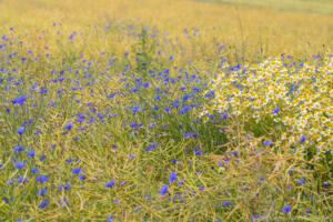 Blumenwiesen