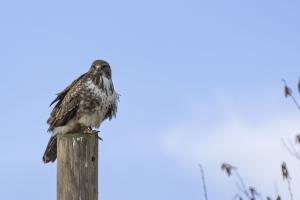 Bussard