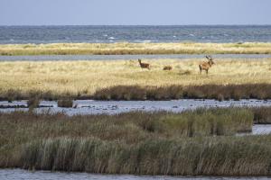 Darss_Hirsche_Novoflex400mm_Web_07