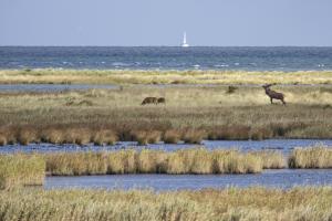 Darss_Hirsche_Novoflex400mm_Web_09