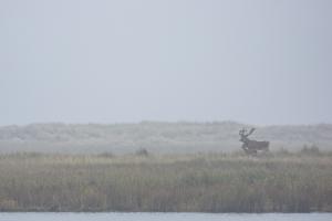 Darss_Hirsche_Novoflex600mm_Web02