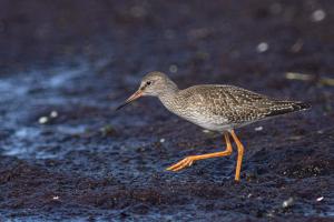 Vogelwelt vom Darss