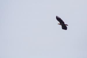 Darss_Seeadler_Novoflex400mm_Web_01