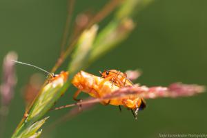 Insekten der Dönche