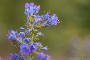 Doernberg_BlauerNatternkopf_web001