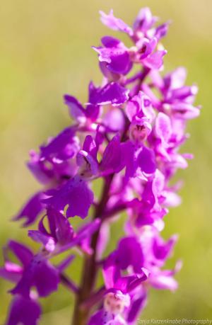 Doernberg_Orchidee_web001