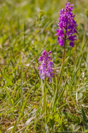 Doernberg_Orchidee_web002