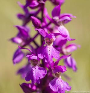 Doernberg_Orchidee_web003