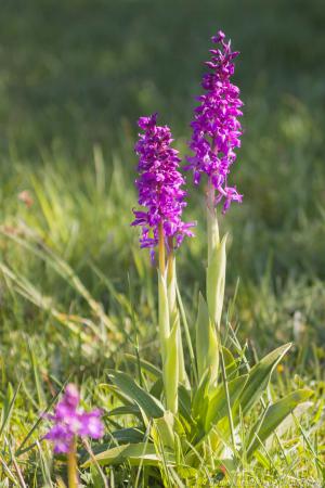 Doernberg_Orchidee_web005