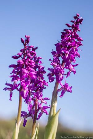 Doernberg_Orchidee_web006