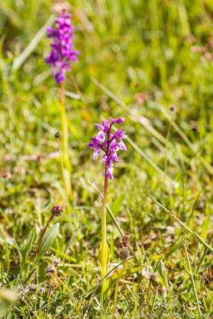 Doernberg_Orchidee_web008