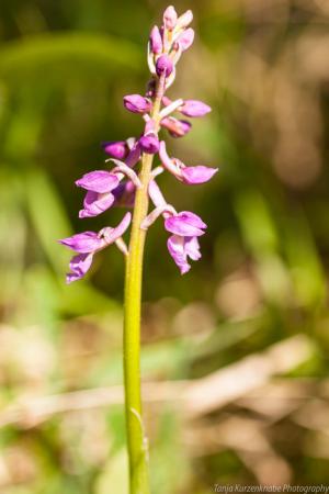 Doernberg_Orchidee_web009