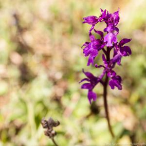 Doernberg_Orchidee_web010