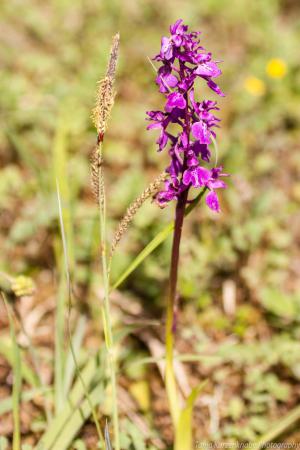 Doernberg_Orchidee_web011