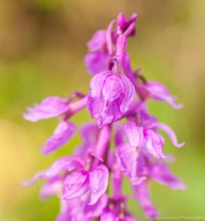 Doernberg_Orchidee_web012