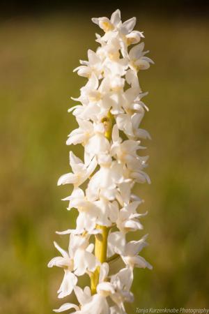 Doernberg_Orchidee_web013