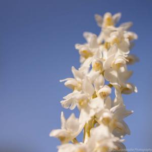 Doernberg_Orchidee_web014