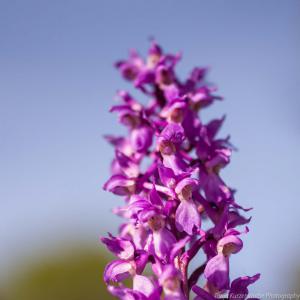 Doernberg_Orchidee_web015