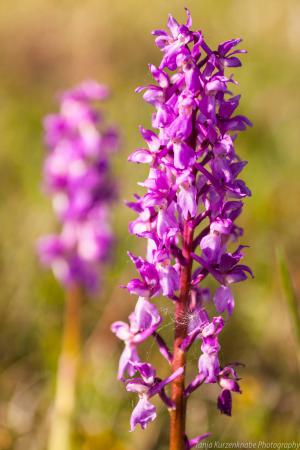 Doernberg_Orchidee_web016