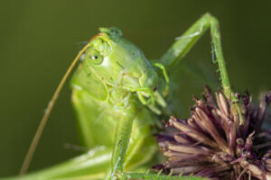 Gruenes_Heupferd_Web_04
