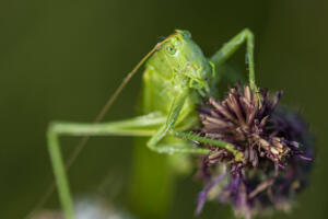 Gruenes_Heupferd_Web_05