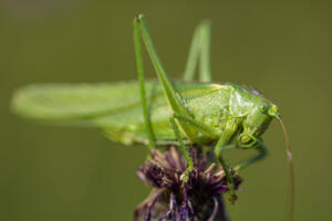 Gruenes_Heupferd_Web_06