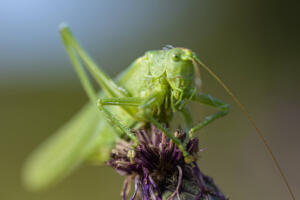 Gruenes_Heupferd_Web_07