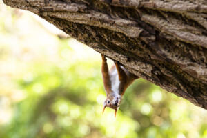 Eichhörnchen