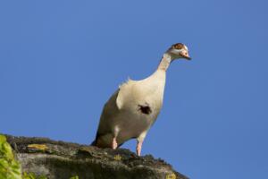 Karlsaue_Nilgänse_Web_02