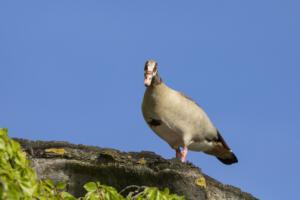 Karlsaue_Nilgänse_Web_03