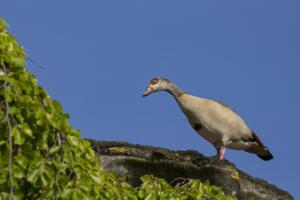 Karlsaue_Nilgänse_Web_04