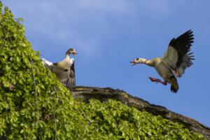 Karlsaue_Nilgänse_Web_06