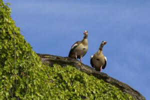 Karlsaue_Nilgänse_Web_08