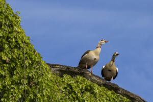 Karlsaue_Nilgänse_Web_09